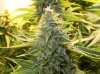 Breeding-JTR-Day58-Flower-2.JPG