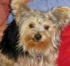 yorkshire_terrier_gus.jpg