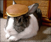 pancake-bunny[1].gif