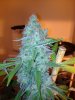 pineapple express g13 labs.jpg