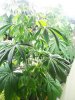 The Babies! 152.jpg