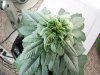 The Babies! 156.jpg