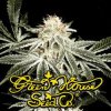 seeds_greenhouse_white_widow.jpg