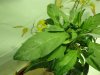DSC02804.JPG