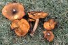 Gymnopilus_aeruginosus_s.jpg