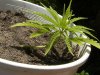 grow journal 126.jpg
