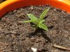 grow journal 127.jpg