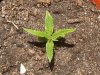 grow journal 128.jpg