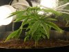 grow journal 129.jpg