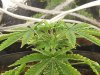 grow journal 130.jpg