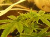 grow journal 131.jpg