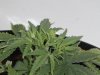 grow journal 133.jpg
