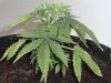 grow journal 134.jpg
