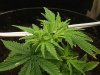 grow journal 136.jpg
