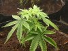 grow journal 137.jpg