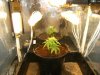 grow journal 139.jpg