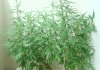 MekhongHigh_Day128_Full plant.JPG