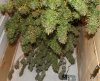 PPP-Day-63-Harvest-4.JPG