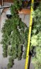 BD-Day56-Harvest-5.jpg