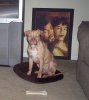 Sheba 6months.jpg