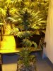 PPP-Day56-runt.jpg