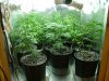 day 21 flower RD030.jpg