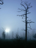 Tree - Fog.gif