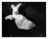 White_Rabbit_I_by_PerpetualFilth.jpg