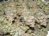 Strawberry Cough 2013_11170004.jpg