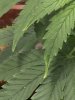 2 mother yellow tips.JPG
