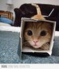 kitty-box-cute-Favim.com-439541.jpeg