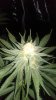 pollen2.jpg