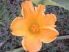 flower5.jpg