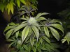 stonerpro 008.JPG