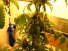 plant 09 010.jpg