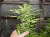 grow pics 007.jpg