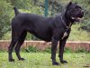 CaneCorso_ 23.jpeg