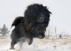 Tibetan-Mastiff-6.jpg