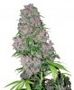 White_Label_Purple_Bud_1024x1024.jpg