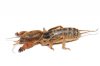 Mole_cricket.jpg