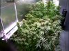 Camshot Update Flower Room 02-05-2015-Day36-Day25.jpg