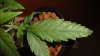 DSC00773.JPG