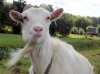 goat_jpg__800x600_q85_crop.jpg