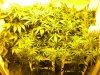 day 28 flower RD006.jpg