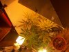 100_2823.jpg