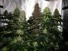 286346d1231024761-600hps-hydro-grow-14-plants-v8.jpg