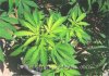 03-cannabis-nutrients-sulfur.jpg