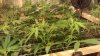 3-5 days after flip2.jpg