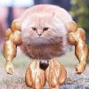 musclekitteh.jpg