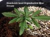 Humboldt Seed Organisation Blue Dream (2).JPG